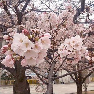 マイセレ桜開花情報｜3月31日：長居　今朝の長居公園の桜情報です。先週末からどんどん開花が進みました。その他の写真も見る マイセレの更新は本日限りとなります…最後に満開の桜を掲載できてよかったです。今までご愛読ありがとうございました